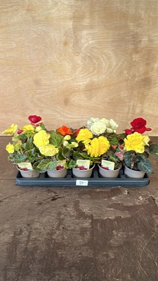 Lot 1024 - tray of 10 mixed Begonias