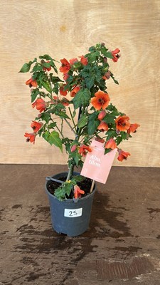 Lot 1025 - Patio Abuliton