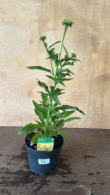 Lot 1026 - Echinacea Golden Apricot