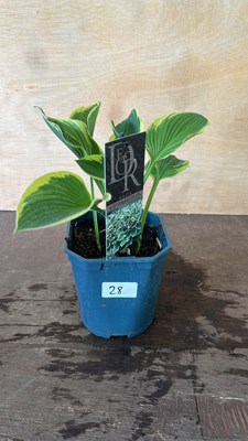 Lot 1028 - Hosta Aureomarginata