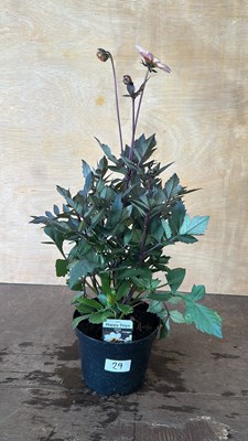 Lot 1029 - Dahlia Happy Days White