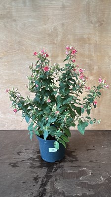 Lot 1030 - Hardy star Fucshia