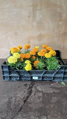 Lot 1031 - crate of 4 x 4 packs of Marigolds