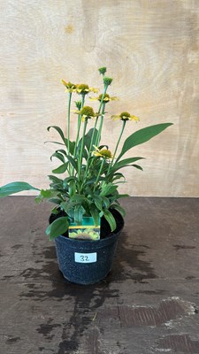 Lot 1032 - Rudbeckia Skipper Yellow