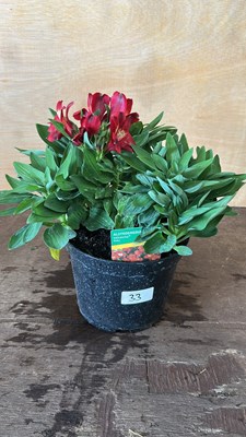 Lot 1033 - Alstromeria Doba
