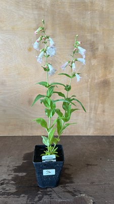 Lot 1034 - Penstemon Apple Blossom