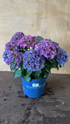Lot 1035 - Royalty Collection Hydrangea - Lady Mata Hari...