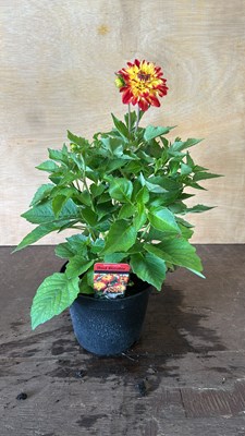 Lot 1036 - Dahlia Red Bicolor
