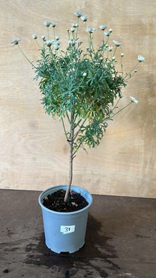 Lot 1037 - Hardy Daisy Marguerite