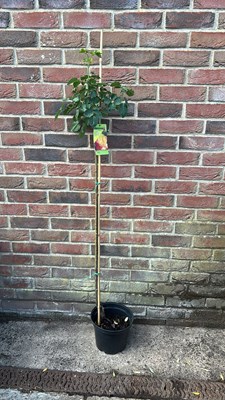 Lot 1038 - Standard Rose Oriental Peace - highly scented