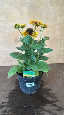 Lot 1039 - Rudbeckia Summerdaisys Red Bicolor