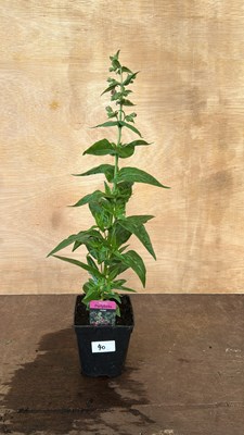 Lot 1040 - Penstemon Partybells Violet