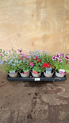 Lot 1041 - tray of 10 mixed basket plants