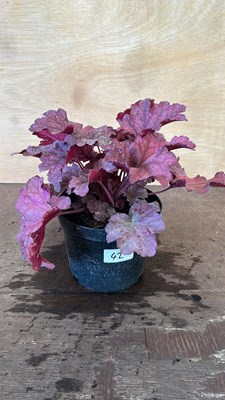 Lot 1042 - Red Heuchera