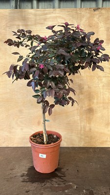 Lot 1044 - Chinese Witch Hazel