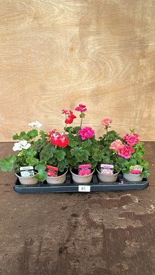 Lot 1045 - Tray of 10 mixed upright Geraniums