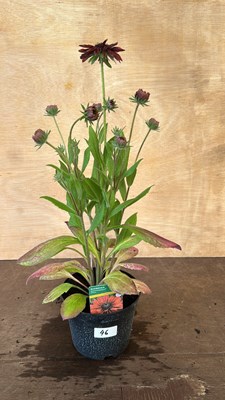 Lot 1046 - Rudbeckia Summerdaisys Cherry