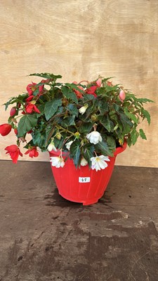 Lot 1047 - planter with Begonias