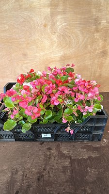 Lot 1048 - crate of 4 x 6 pack of Begonias