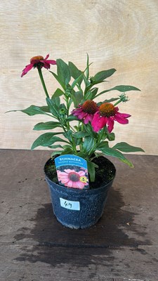 Lot 1049 - Echinacea Moodz Motivation