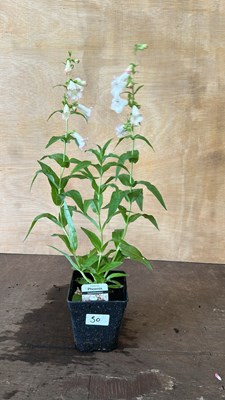 Lot 1050 - Penstemon Apple Blossom