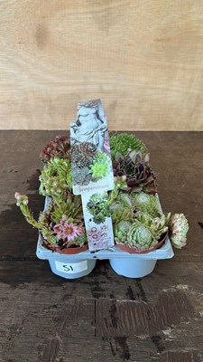 Lot 1051 - Sempervivum 6 pack - hardy succulents