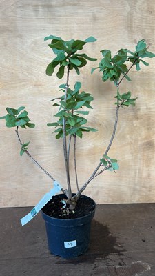 Lot 1052 - Cotinus Old Fashioned