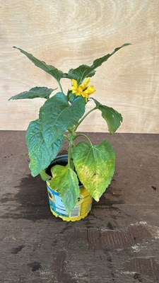 Lot 1053 - potted sunflowers