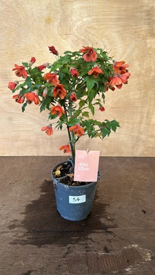 Lot 1054 - Patio Abutilon