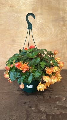 Lot 1055 - Hanging pot of Begonias