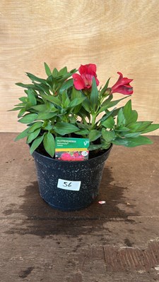Lot 1056 - Alstromeria Valetta