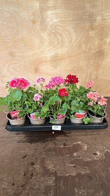 Lot 1057 - Tray of 10 upright Geraniums
