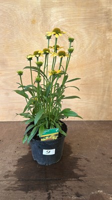 Lot 1058 - Echinacea Skipper Yellow