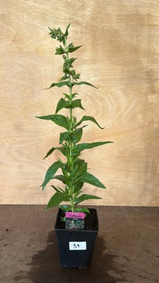 Lot 1059 - Penstemon Partybells Violet