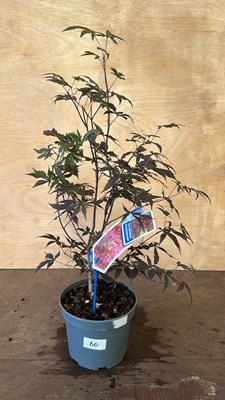 Lot 1060 - Acer Palmatum Altropurpeum