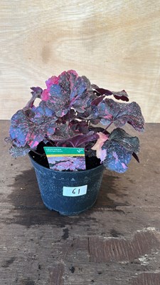 Lot 1061 - Heuchera Midnight Rose