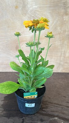 Lot 1062 - Rudbeckia Golden Sun