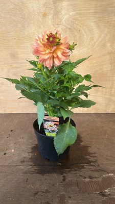 Lot 1064 - Dahlia Pablo