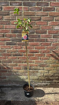Lot 1065 - Standard Rose Elle