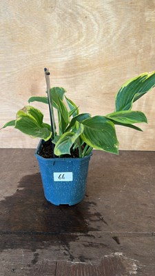Lot 1066 - Hosta Aureomarginata