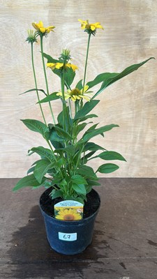 Lot 1067 - Echinacea Papello Classic Deep Yellow