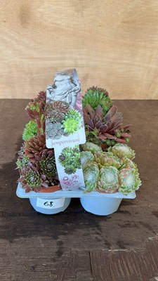 Lot 1068 - Pack of 6 Sempervivum hardy succulents