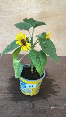Lot 1069 - Potted Sunflower