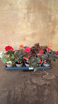 Lot 1070 - Pack of 10 Begonias