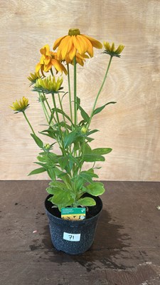 Lot 1071 - Rudbeckia Summerdaisys Golden Sun