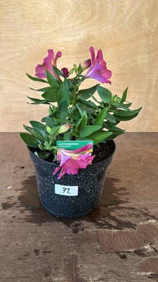 Lot 1072 - Alstromeria Sunstar