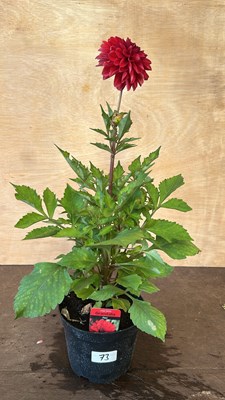 Lot 1073 - Dahlia Grandiflora Red
