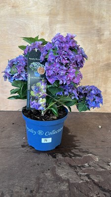 Lot 1074 - Royalty Collection Hydrangea Lady Mata Hari Blue