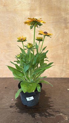 Lot 1075 - Rudbeckia Summerdaisys Yellow