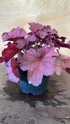 Lot 1076 - Red Heuchera